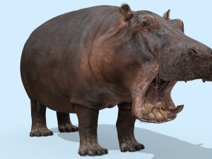 wild hippo 8k - animated 3D Model
