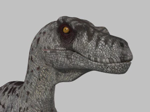 female alpha raptor - 8k 3D Model