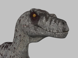 extreme raptor collection - 8k 3D Model