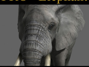 pro elephant - animated  3D Model