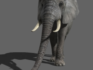 pro elephant - animated 3D Модель