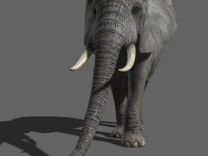 pro elefante - animato Modello 3D
