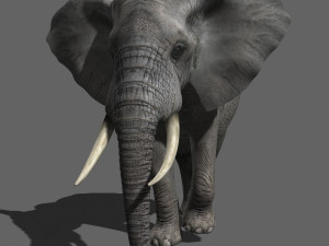 pro elephant - animated 3D Модель
