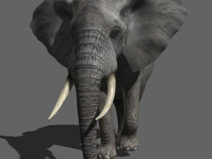 pro elefante - animato Modello 3D