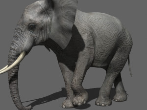 pro elephant - animated 3D Модель