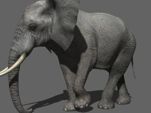 pro elefante - animato Modello 3D
