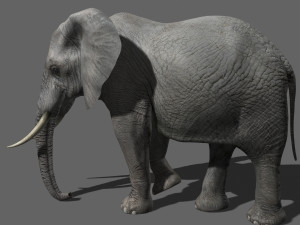 pro elephant - animated 3D Модель