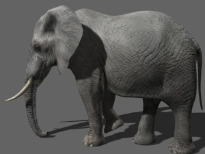 pro elefante - animato Modello 3D