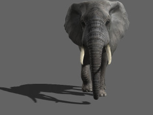 pro elephant - animated 3D Модель