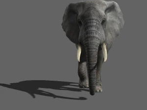 pro elefante - animato Modello 3D