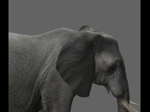 pro elephant - animated 3D Модель