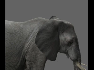 pro elefante - animato Modello 3D