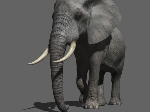 pro elephant - animated 3D Модель