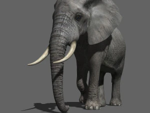 pro elefante - animato Modello 3D