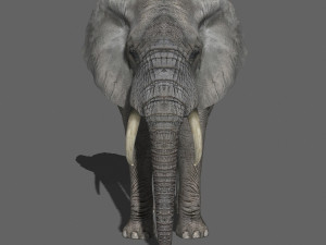 pro elephant - animated 3D Модель