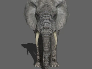 pro elefante - animato Modello 3D