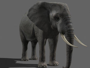 pro elephant - animated 3D Модель