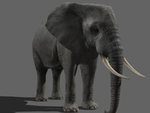 pro elefante - animato Modello 3D