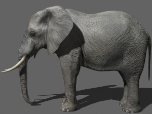 pro elephant - animated 3D Модель