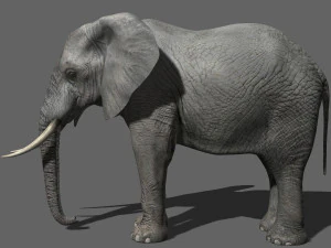 pro elefante - animato Modello 3D
