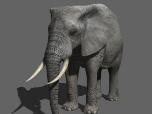 pro elephant - animated 3D Модель