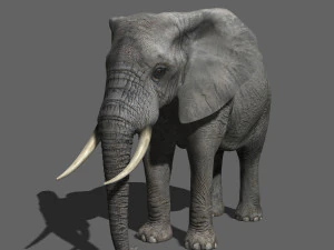 pro elefante - animato Modello 3D