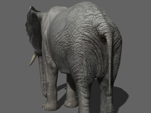 pro elephant - animated 3D Модель