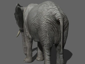 pro elefante - animato Modello 3D