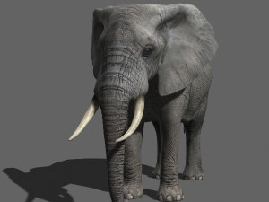 pro elephant - animated 3D Модель