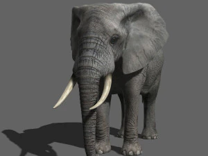 pro elefante - animato Modello 3D