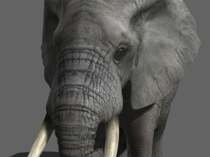 pro elephant - animated 3D Модель