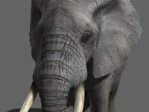 pro elefante - animato Modello 3D