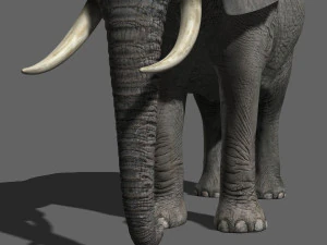 pro elefante - animato Modello 3D