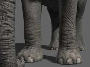 pro elephant - animated 3D Модель