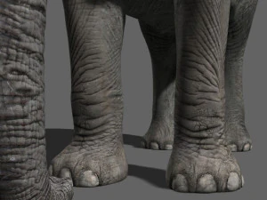 pro elefante - animato Modello 3D