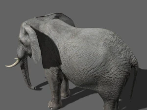 pro elefante - animato Modello 3D