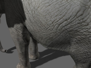 pro elephant - animated 3D Модель