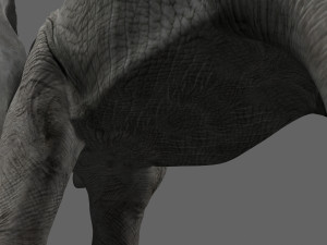 pro elephant - animated 3D Модель