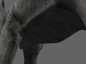 pro elefante - animato Modello 3D