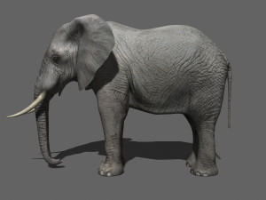 pro elephant - animated 3D Модель