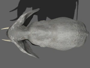 pro elefante - animato Modello 3D