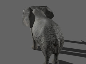 pro elephant - animated 3D Модель