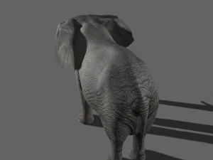 pro elefante - animato Modello 3D