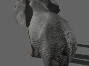 pro elephant - animated 3D Модель