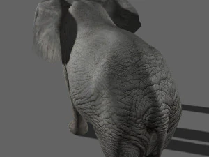 pro elefante - animato Modello 3D