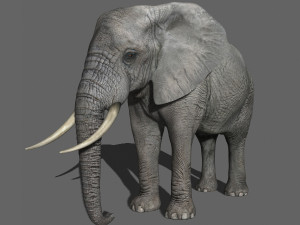 pro elephant - animated 3D Модель
