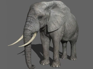 pro elefante - animato Modello 3D