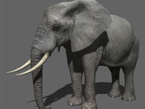 pro elephant - animated 3D Модель
