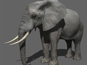pro elefante - animato Modello 3D