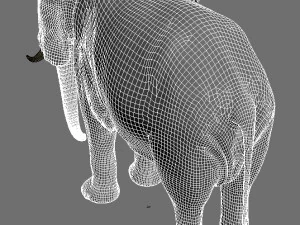 pro elefante - animato Modello 3D